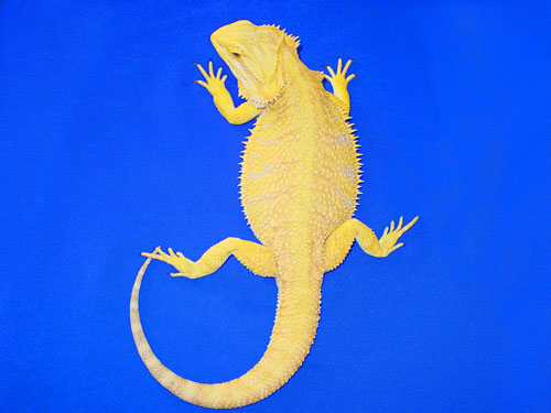 Citrus Leatherback Bearded Dragon Breeder (Stock BDB8)