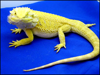 Bearded Dragon Color Chart